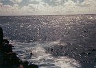 THE FINAL VOYAGE CREWS 1960-1968-1960 061Sub AtSea SwimmingPS